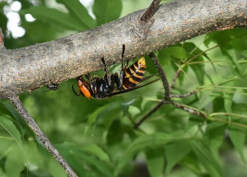 Vespa mandarinia (Asian giant hornet) and fly 