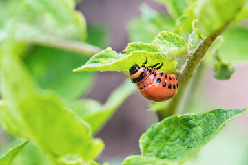 The Colorado potato beetle feast on potato leaves and plant damage