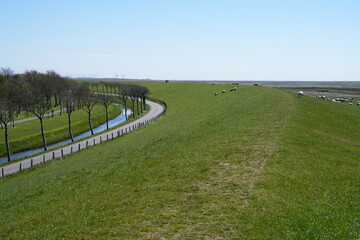 Nordseedeich mit Deichverteidigungsweg, Straße, Bäumen, Kanal, Wasser und Schafen bei...