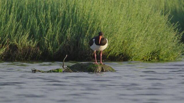 Eurasian oystercatcher. Haematopus ostralegus. Eurasian oystercatcher on water