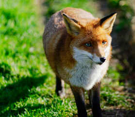 red fox 