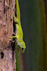 Grosser Madagskar Taggeko