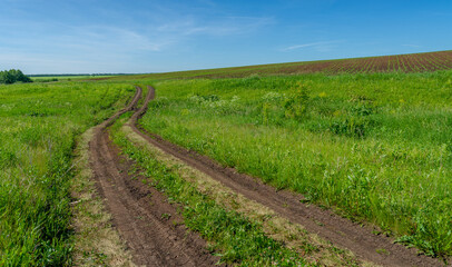 Fototapeta na wymiar summer landscape, sultry summer days, country rural road, through fields planted on alfalfa fields, corn