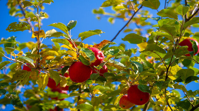 Ripe apple on a tree in an orchard. Food products