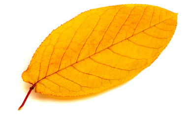 Autumn leaves on a white background. Autumn has always been my favorite season. When everything...