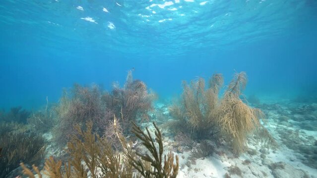 Coral Garden in the Caribbean Sea