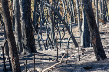 Catastrophe naturelle - terre brûlée et troncs calcinés après le passage d'un incendie de forêt de pins