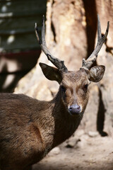 Deer in the forest, a Close up of Male Javan Deer, Rusa timorensis 