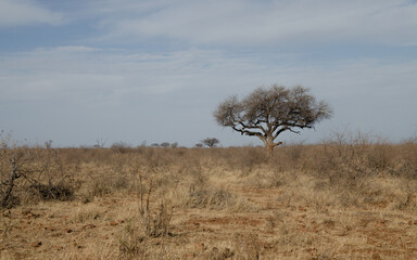 Amarula Tree in the South African Savanna: Symbol of Abundance and Natural Wonder