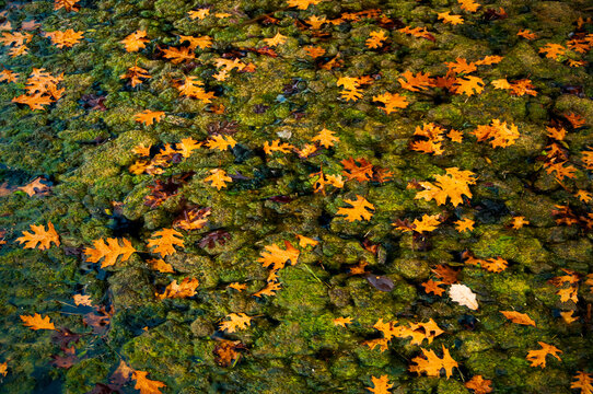 A pond covered in green algae and autumn leaves in Ohio