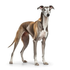Greyhound dog isolated on a white background, ai generative