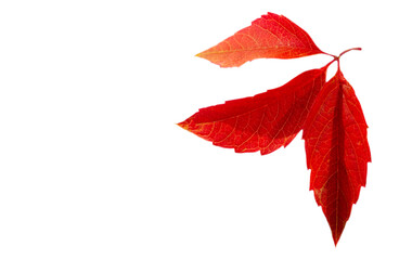 Autumn leaves on a white background. Autumn has always been my favorite season. When everything blooms with its last beauty, as if nature has been saving up strength all year for a grand finale.