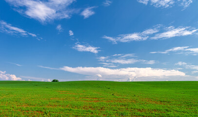  Spring photography, young green wheat grows in the sun, a cereal plant that is the most important...