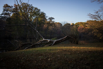 Tree branch in autumn in a park in New England