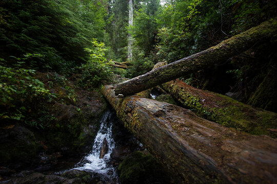Nature trails, waterfalls, and textures, in Quinault Rainforest in Washington State