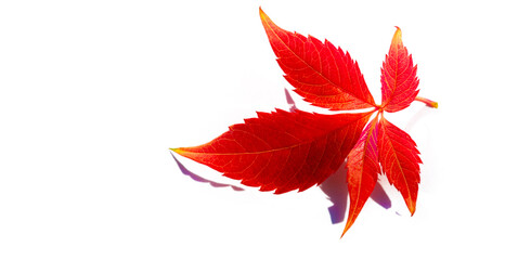Autumn leaves on a white background. Autumn is everyone's favorite season. The leaves are changing...