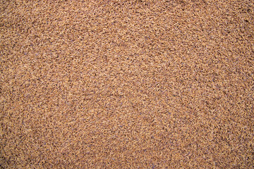 Golden Dry Paddy seed Texture Background natural view