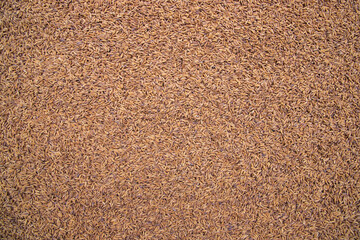 Golden Dry Paddy seed Texture Background natural view
