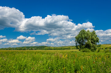 Fototapeta na wymiar Summer landscape, river floodplain, picturesque shores, bright green grass with wild wildflowers, blue sky with white clouds, summer tender warm days,