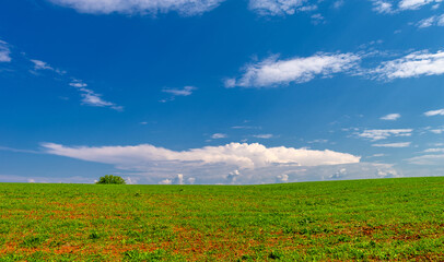  Spring photography, young green wheat grows in the sun, a cereal plant that is the most important kind grown in temperate countries, the grain of which is ground to make flour for bread, pasta, etc