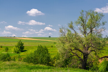 Summer landscape, ravines, meadows, green grasses of the summer landscape, the European part of the earth, sultry summer