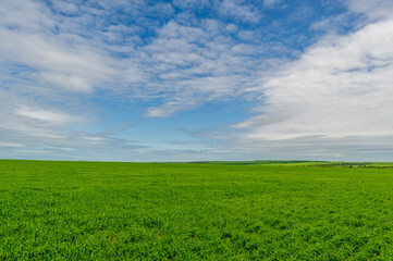 Spring photography, landscape with a cloudy sky. Young wheat, green sprouts, cereals, as well as...