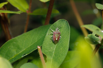 Small insect in the garden, macro photography, nature wildlife, selective focus