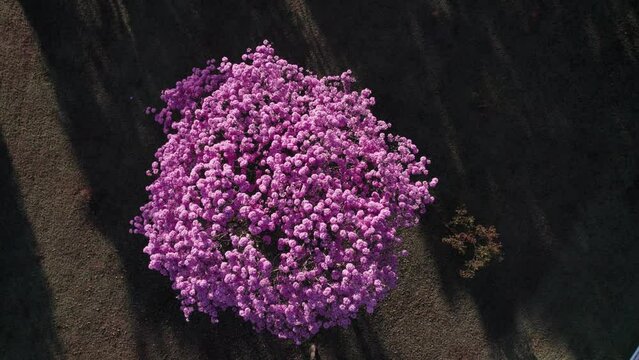 Arvore de Ip&ecirc; nas ruas de Bras&iacute;lia - Brasil