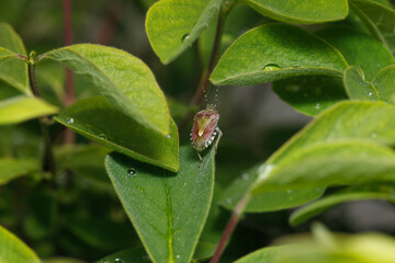 Small insect in the garden, macro photography, nature wildlife, selective focus