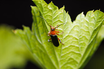 Small insect in the garden, macro photography, nature wildlife, selective focus