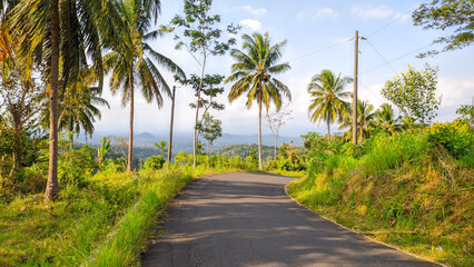 Fototapeta na wymiar view of asphalt mountains road with coconut trees in indonesia
