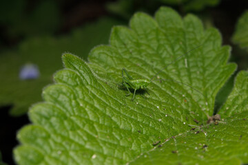 Small insect in the garden, macro photography, nature wildlife, selective focus