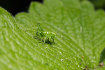 Small insect in the garden, macro photography, nature wildlife, selective focus
