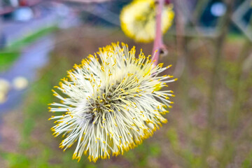 A blossoming branch of a bush or tree in spring. The bud of the tree.