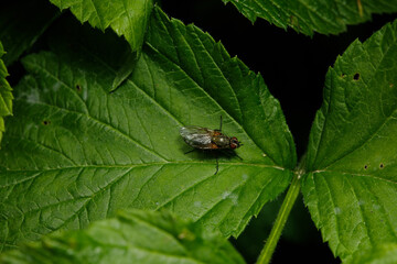 Small insect in the garden, macro photography, nature wildlife, selective focus