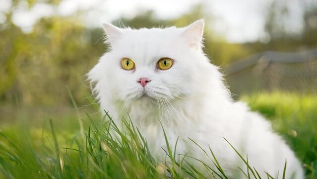 White highland straight fluffy cat, green lawn background.Domestic kitty on walk