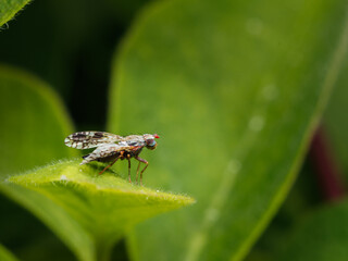 Small insect in the garden, macro photography, nature wildlife, selective focus