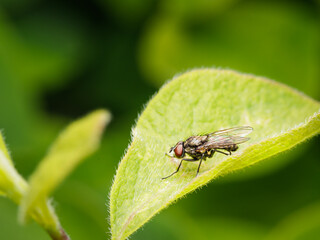 Fototapeta premium Small insect in the garden, macro photography, nature wildlife, selective focus