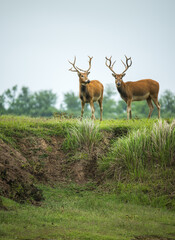 two elks standing on grassland