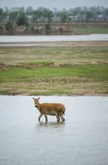 Obraz na płótnie Canvas a elk walking in water