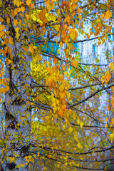 Colorful autumn leaves of birch, deciduous tree with white bark and with heart-shaped leaves.