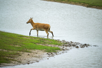 a elk walking in water
