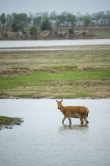 a elk walking in water