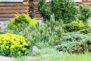 Part of a suburban area of the garden near the wall of the house with large perennial ornamental...