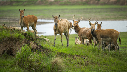 Naklejka na ściany i meble gang of elk stand by river