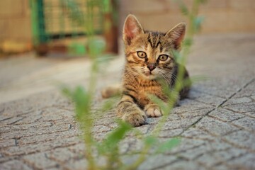 Cute tabby kitten is lying on the stone floor of the courtyard in summer day.