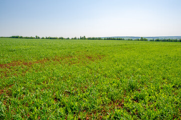  Spring photography, young green wheat grows in the sun, a cereal plant that is the most important...