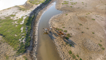 elk group run in water, aerial view