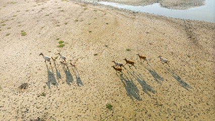 many elk on wetland under sunlight