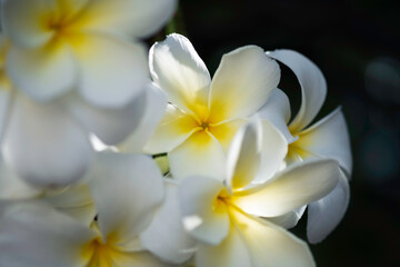 Fototapeta na wymiar White elegant Fraggipani or Plumeria flower with yellow shading in middle, background is black and blue tone, mystery feeling, relaxing, and beautifull of nature for photo book.